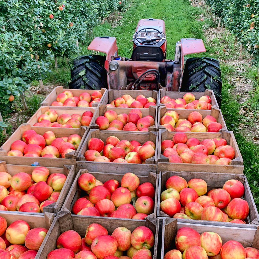 Image of Clafeld Orchard