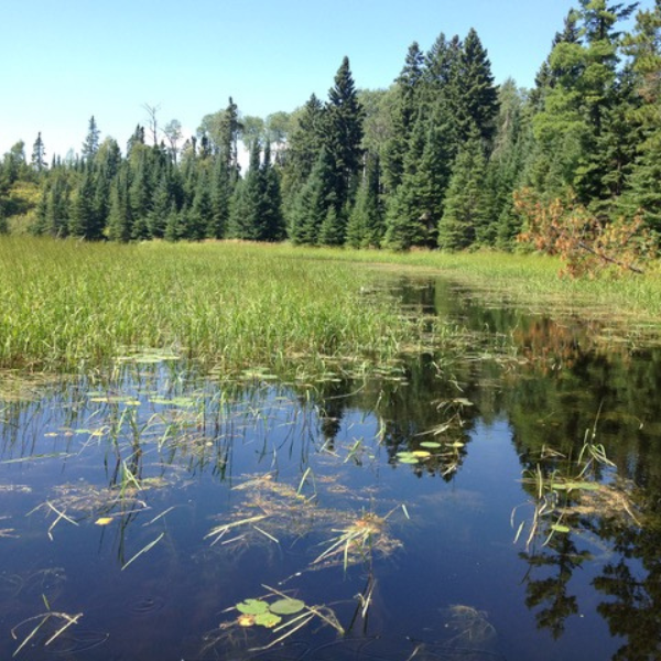 Image of Foraged North lands